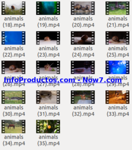 Captura-AnimalsStockVids2-V2_mrr-infoproductos.com-now7.com