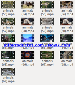 Captura-AnimalsStockVids4-V2_mrr-infoproductos.com-now7.com