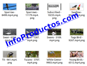 Bird4kStockVideoFootage-pt1-videos-InfoProductos.com