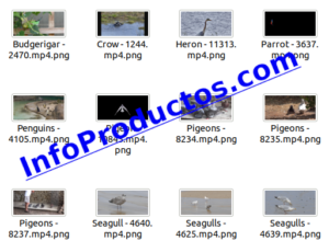 Bird4kStockVideoFootage-pt2-videos-InfoProductos.com