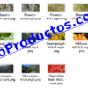 Foliage4kStockVideoFootage-pt1-videos-InfoProductos.com
