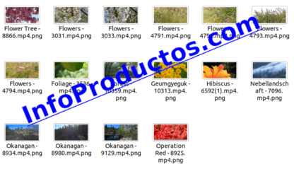 Foliage4kStockVideoFootage-pt1-videos-InfoProductos.com