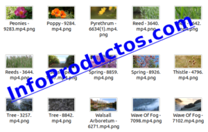 Foliage4kStockVideoFootage-pt2-videos-InfoProductos.com