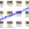 Animals4KStockVideoFootage-2-videos-InfoProductos.com