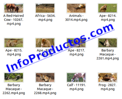 Animals4KStockVideoFootage-2-videos-InfoProductos.com