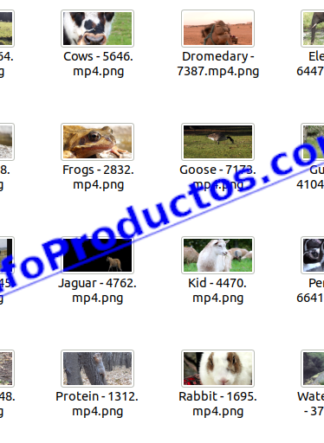 Animals4KStockVideoFootage-3-videos-InfoProductos.com