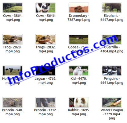 Animals4KStockVideoFootage-3-videos-InfoProductos.com