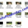 Animals4KStockVideoFootage-pt1-videos-InfoProductos.com