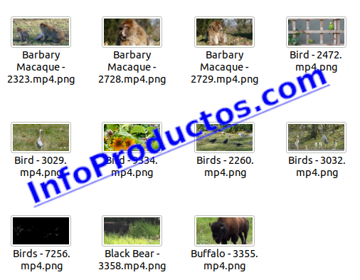 Animals4KStockVideoFootage-pt1-videos-InfoProductos.com