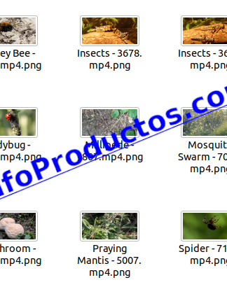 Insect4kStockVideoFootage-pt2-videos-InfoProductos.com