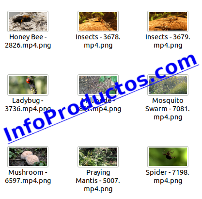 Insect4kStockVideoFootage-pt2-videos-InfoProductos.com