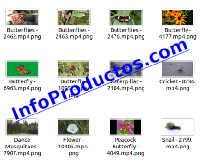 Insect4kStockVideoFootage-pt3-videos-InfoProductos.com